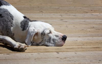 Safe Outdoor Fun: Deck Safety Tips for Families With Children and Pets