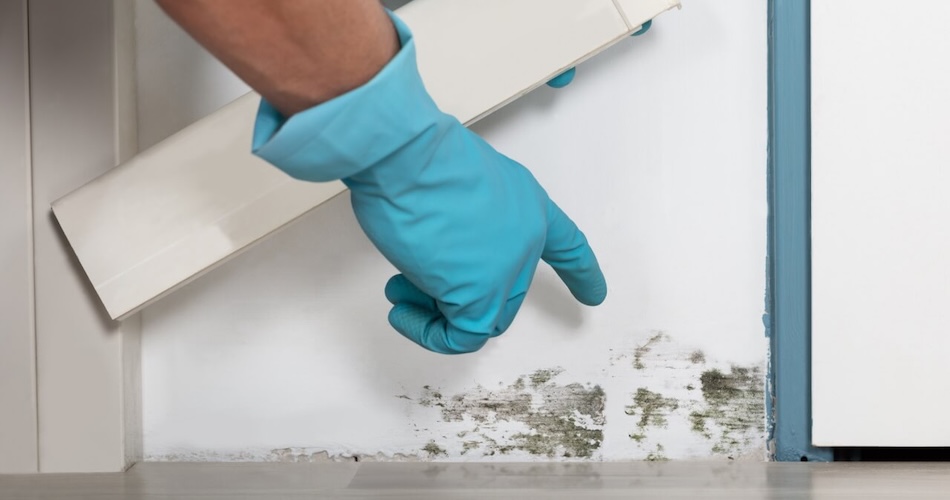 What Your Home Is Trying to Tell You: How to Recognize Signs of Mold Growth